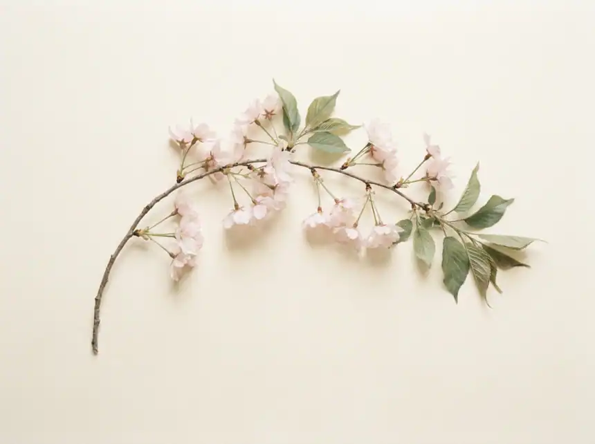 Cherry blossom branch