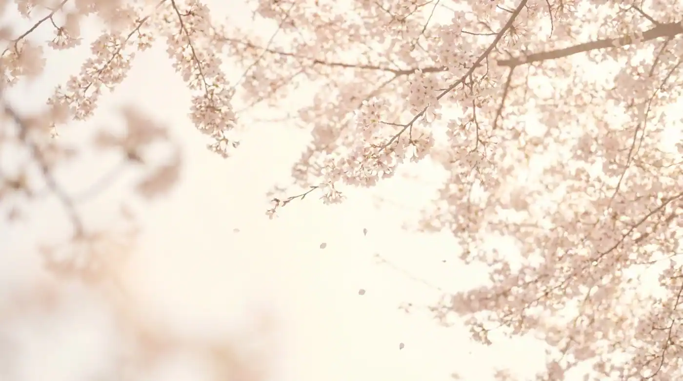 Cherry blossoms in soft morning light